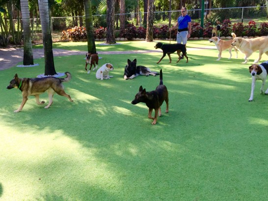 Artificial Grass Photos: Artificial Turf Dewey, Oklahoma Cat Playground, Dogs