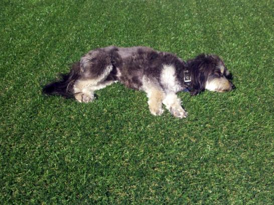 Artificial Grass Photos: Green Lawn Greenfield, Oklahoma Cat Playground,  Dog Kennels