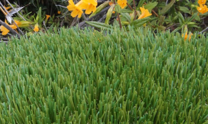 V Blade-64 syntheticgrass Artificial Grass Oregon