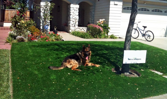 Pet Grass, Artificial Grass For Dogs in Oregon