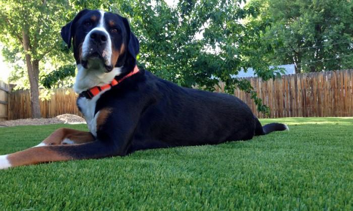 Pet Grass, Artificial Grass For Dogs in Oregon